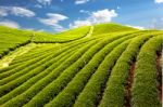 Green Tea Farm Stock Photo