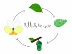 Life Cycle Of Butterfly Stock Photo