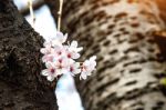 Cherry Blossom Or Sakura In Spring Stock Photo