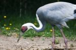 White Naped Crane Stock Photo