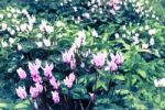 Cyclamens Field Stock Photo