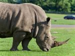 Postcard With A Rhinoceros Eating The Grass Stock Photo