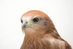 Young Brahminy Kite Or Red-backed Sea-eagle Stock Photo