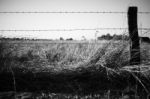 Rusted Sharp Timber And Metal Barb Wire Fence Stock Photo