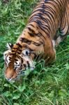 Sumatran Tiger (panthera Tigris Sumatrae) Stock Photo