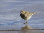 Rock Pipit Anthus Petrosus Stock Photo