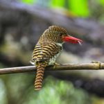 Female Banded Kingfisher Stock Photo