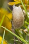 Moth Silk Cocoon Stock Photo