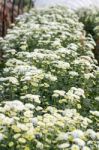 White Chrysanthemum Morifolium Flowers Farms Stock Photo