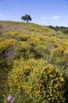 Algarve Countryside Hills With Yellow Bushes In Spring Stock Photo