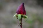 Wet Rose Stock Photo