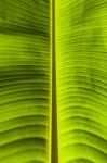 Dirty Green Banana Leaf Texture Stock Photo