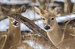 Beautiful Isolated Photo With Two Wild Deer In The Snowy Forest Stock Photo