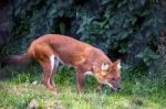 Dhole (cuon Alpinus) Also Called The Asiatic Wild Dog Or Indian Stock Photo