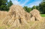 Sheaves Of Rye Standing At Rye Field Stock Photo