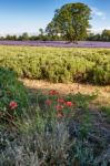 Poppies Growing In A Lavender Field Stock Photo