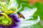 Bee Flying Over Flowers Stock Photo