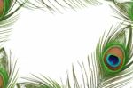 Frame Of Peacock Feather Eye  Stock Photo