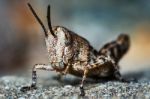 Small Locust Larvae Stock Photo