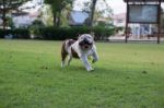 White Bulldog Run On The Grass Stock Photo