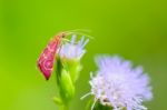 Small Pink Moth On Flower Of Grass Stock Photo