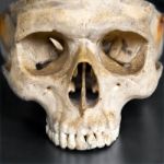 Human Skull Stock Photo