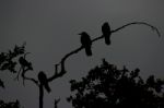 Rooks Twilight Silhouette Stock Photo