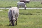 Cows Grazing On Wetlands Stock Photo