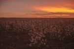 Cotton Field In Oakey, Queensland Stock Photo