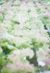 Red Coral Plants On Hydrophonic Farm Stock Photo