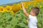 Kid And Sunflowers Stock Photo