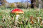 Fly Agaric Toadstool (amanita Muscaria) Stock Photo