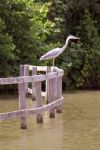 Heron Stock Photo