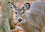 Isolated Photo Of A Cute Wild Deer In Forest In Autumn Stock Photo