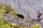 American Black Bear (ursus Americanus) Stock Photo