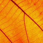 Leaf Abstract Stock Photo