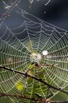 Spider Web On The Morning Stock Photo