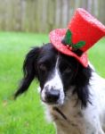 Spaniel Dog In A Christmas Top Hat Stock Photo