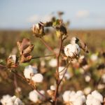 Cotton Field In Oakey, Queensland Stock Photo