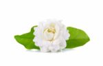 Jasmine Flower Isolated On White Background Stock Photo