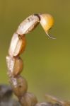 Buthus Scorpion Sting Tail Stock Photo