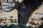 Red Deer (cervus Elaphus) Stock Photo