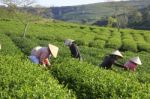 Dalat, Vietnam, July 30, 2016: A Group Of Farmers Picking Tea On A Summer Afternoon In Cau Dat Tea Plantation, Da Lat, Vietnam Stock Photo