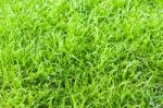 Green Grass Texture Close Up Stock Photo