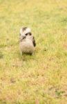 Kookaburra Close Up Outside During The Day Stock Photo