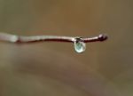 Dewdrop Stock Photo