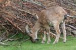 Turkmenian Markhor (capra Falconeri Heptneri) Stock Photo