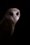 Common Barn Owl In The Dark Stock Photo