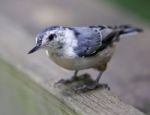 Beautiful Isolated Image With A White-breasted Nuthatch Bird Stock Photo