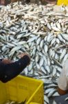 Sorting Fish Stock Photo